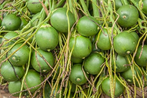 1663088449732443.jpg 攝圖網_502433199_檳榔(非企業(yè)商用).jpg