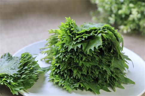 1722219927902773.jpg 攝圖網_500684816_蔬菜之紫蘇(企業商用).jpg